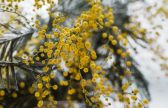 Una Mimosa AIL per la ricerca sui tumori del sangue