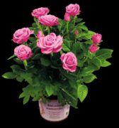 Una rosa in vaso per la Festa della Mamma e per sostenere la ricerca contro l'Alzheimer