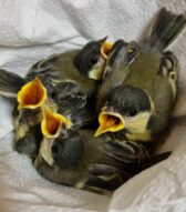 Lipu Ferrara, presentato il report 2024 con aumento di attività del Centro Recupero Fauna Selvatica